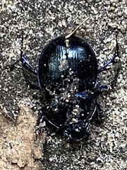 Anoplotrupes