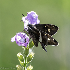 Chioides albofasciatus