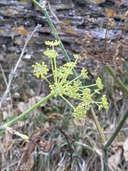 Foeniculum