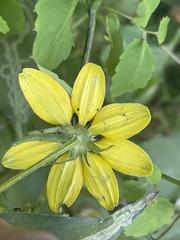 Rudbeckia