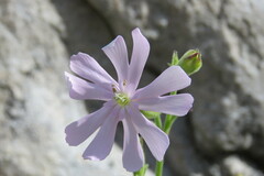 Silene undulata
