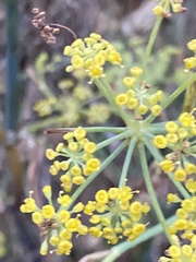 Foeniculum