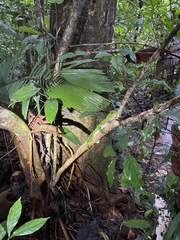 Enyalioides laticeps