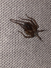 Amaurobius