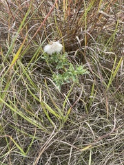 Brickellia eupatorioides
