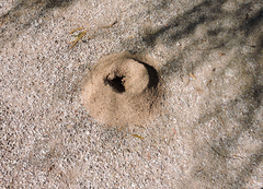 Acromyrmex versicolor