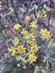 Foeniculum