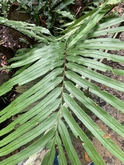 Blechnum finlaysonianum