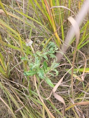 Senecio glomeratus