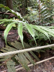 Blechnum finlaysonianum