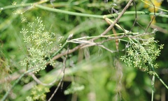 Foeniculum vulgare