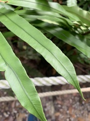 Blechnum finlaysonianum