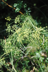 Foeniculum vulgare