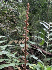 Blechnum finlaysonianum