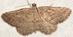 Rhoptria asperaria