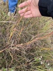 Andropogon gerardi