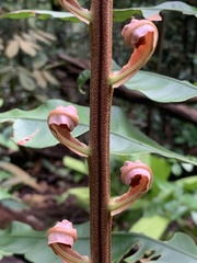Blechnum finlaysonianum