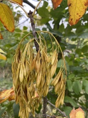 Fraxinus pennsylvanica