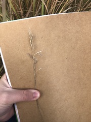 Bromus inermis