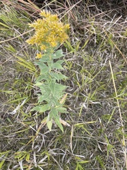 Solidago missouriensis