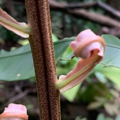 Blechnum finlaysonianum