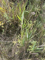 Phragmites australis americanus