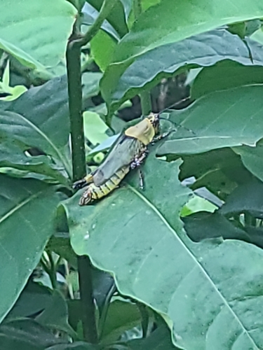 Variegated grasshopper