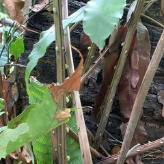 Blechnum finlaysonianum