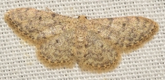 Idaea urcitana