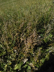 Thymus pulegioides