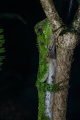 Enyalioides laticeps