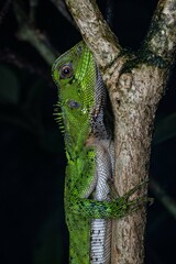 Enyalioides laticeps