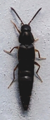 Staphylinidae
