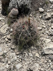 Hamatocactus hamatacanthus hamatacanthus