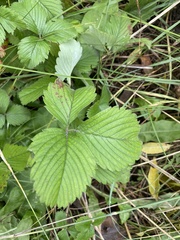Fragaria viridis