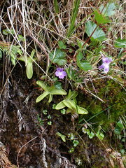Pinguicula