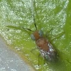 Anagyrini