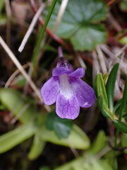 Pinguicula