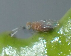 Anagyrini