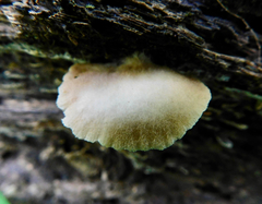 Crepidotus