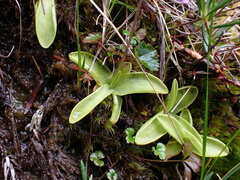 Pinguicula