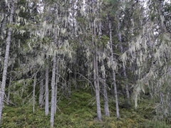 Alectoria sarmentosa