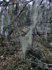 Alectoria sarmentosa