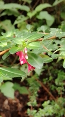 Fuchsia microphylla