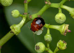Hemithyrsocera palliata