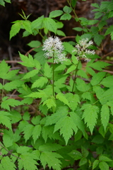 Actaea rubra