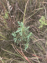 Melilotus officinalis