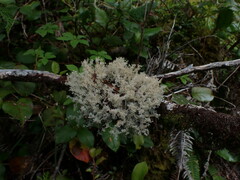 Sphaerophorus tuckermanii