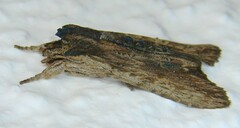 Lithophane semibrunnea