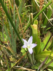 Campanula californica